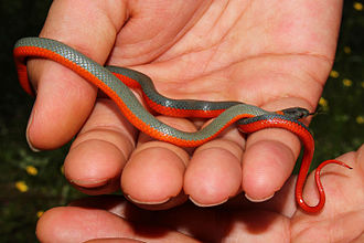 Ring-necked snake is a harmless snake found in North America