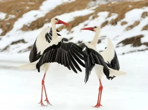 White storks are large long-legged wading birds