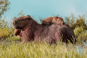 The world’s largest rodent, the massive Capybara