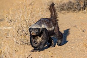The Honey badger is a large species of the mustelid family