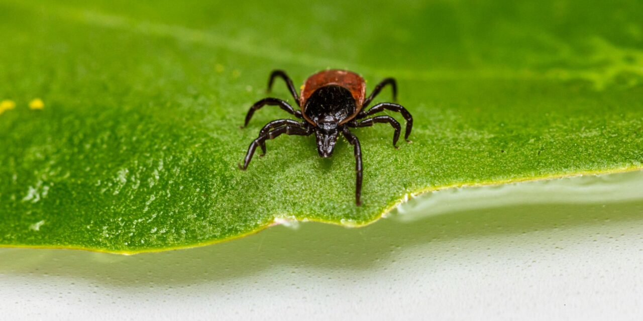 Understanding Lyme Disease: Causes, Symptoms, Diagnosis, and Treatment