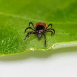 Understanding Lyme Disease: Causes, Symptoms, Diagnosis, and Treatment