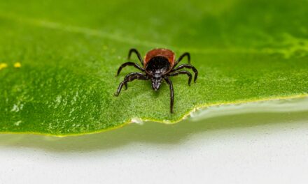 Understanding Lyme Disease: Causes, Symptoms, Diagnosis, and Treatment