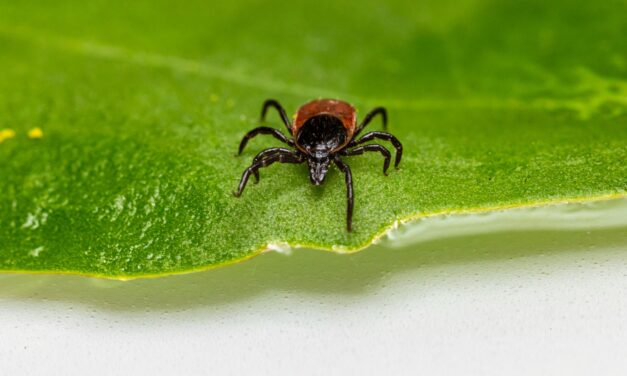 Understanding Lyme Disease: Causes, Symptoms, Diagnosis, and Treatment