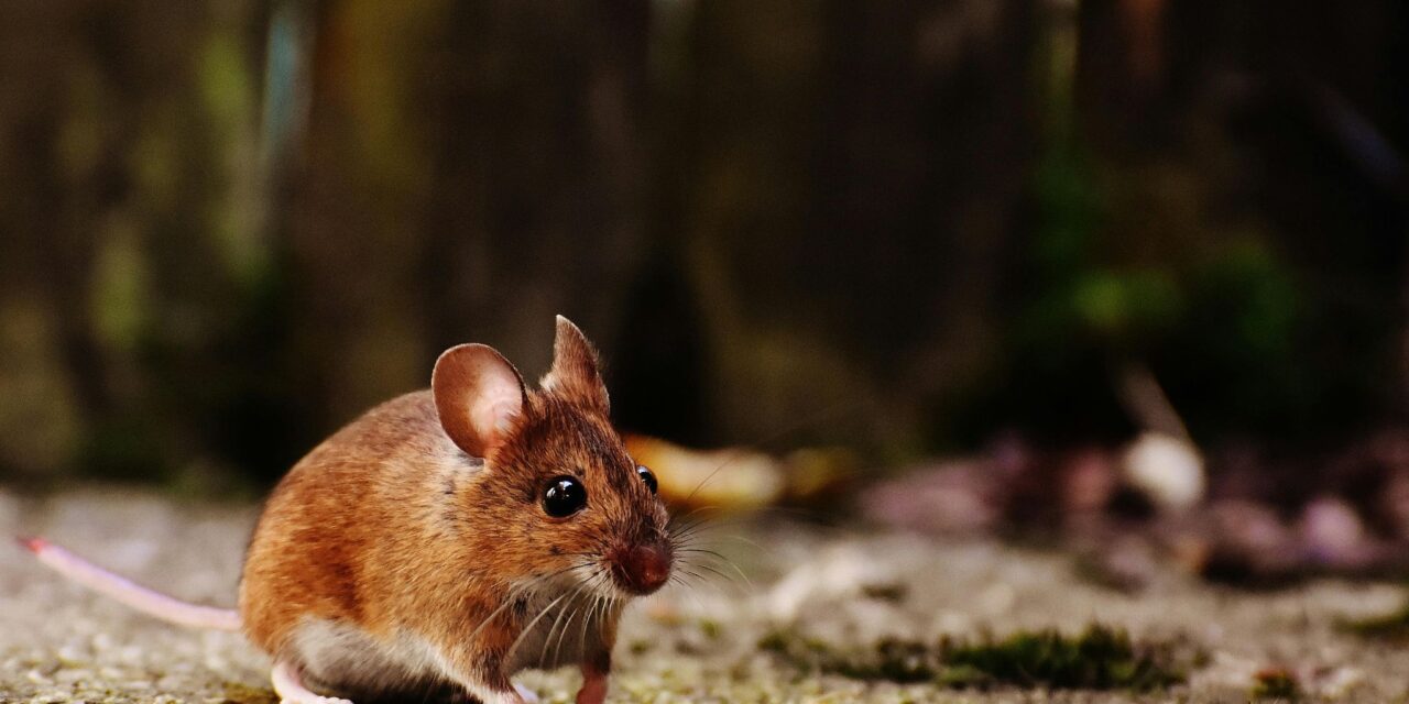 West Kelowna Woman Battles Rat Infestation Inside Her Walls, Disrupting Family Life