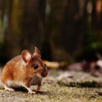 West Kelowna Woman Battles Rat Infestation Inside Her Walls, Disrupting Family Life