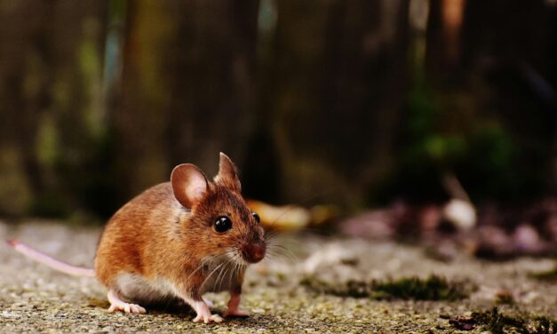 West Kelowna Woman Battles Rat Infestation Inside Her Walls, Disrupting Family Life